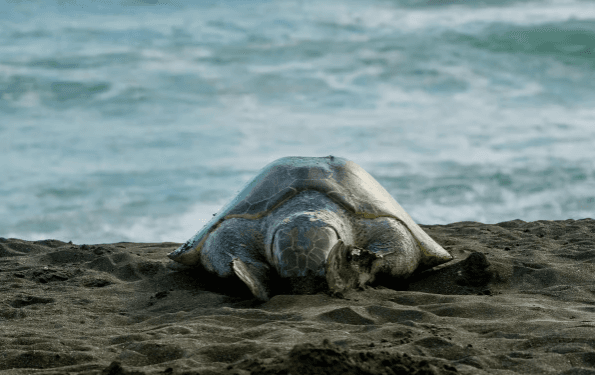 Tortuguero: Turtle Nesting Night Tour - Photo 4 (Gallery view)