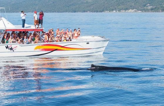 Samana: Bay of Samana Whale Watching Experience