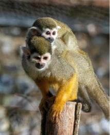 Punta Cana: Jungle Buggy Tour with Monkeyland Visit