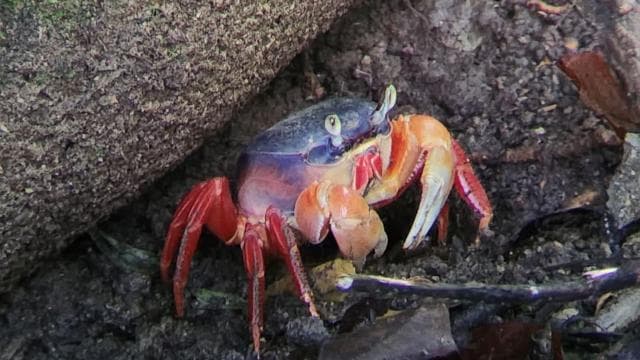 Manuel Antonio: Kayak Tour in the Mangroves to see animals - Photo 5 (Gallery view)