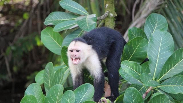 Quepos Costa Rica: Mangrove Monkey Tour - Photo 2 (Gallery view)