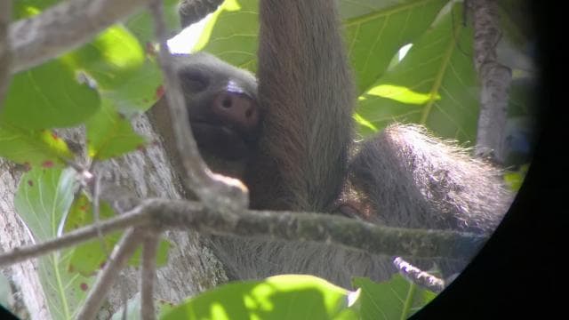 Cahuita: Sloth Watching Guided Tour in the Rainforest