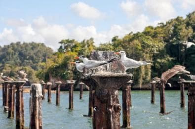 Sabana de la Mar: Los Haitises National Park Day Trip Free