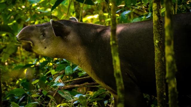 From Uvita: Day Trip to Corcovado National Park by Boat