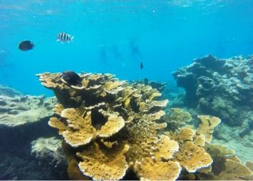 Snorkeling Tour & Sosua Beach Day