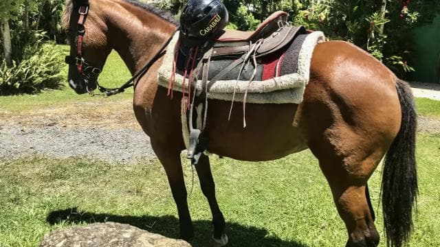 Carabalí Rainforest Park: Rainforest Horseback Riding Tour