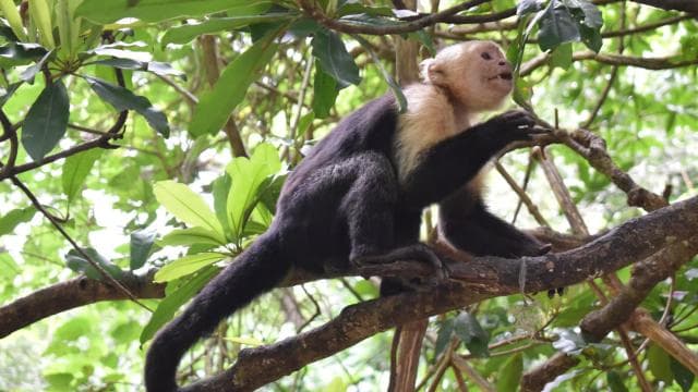 Guanacaste: Palo Verde Wildlife Safari Boat Tour - Photo 5 (Gallery view)