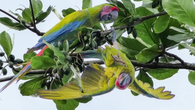 Tortuguero: Day walk in Tortuguero National Park (Jaguar) - Photo 2 (Gallery view)