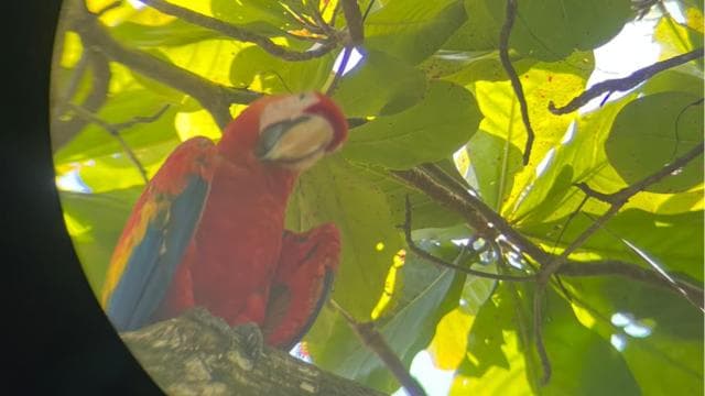 Uvita: Wandern im Corcovado-Nationalpark - Photo 5 (Gallery view)