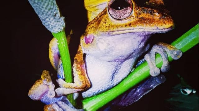 Drake Bay: Wildtiertour bei Nacht mit Naturführer - Photo 3 (Gallery view)