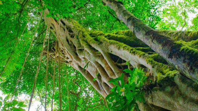 Santa Elena: Cloud Forest Reserve Guided Tour