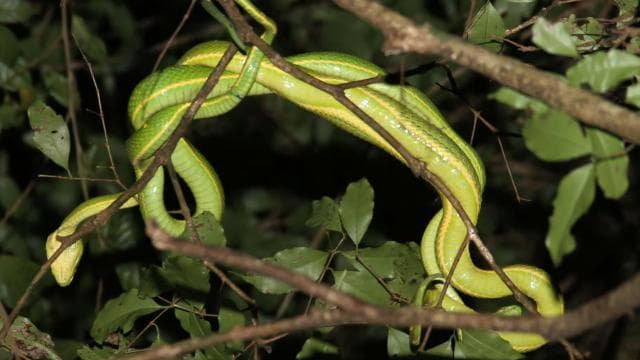 Monteverde: tour notturno privato con incontri con la fauna selvatica - Photo 3 (Gallery view)