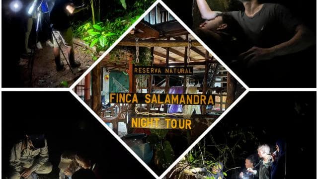 True Jungle Night Tour Manuel Antonio area