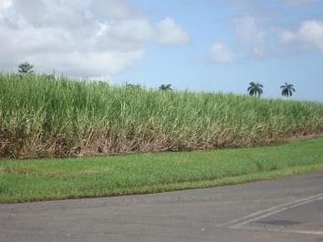 Private: Dominican Countryside Buggy Adventure - Dominican Republic