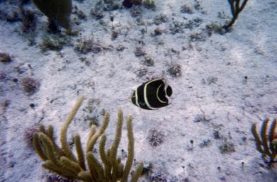 Private Catalina Island Snorkel & Beach Day from Punta Cana