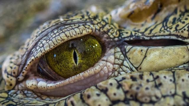 Manuel Antonio: Night Mangrove Safari Boat Tour with Dinner