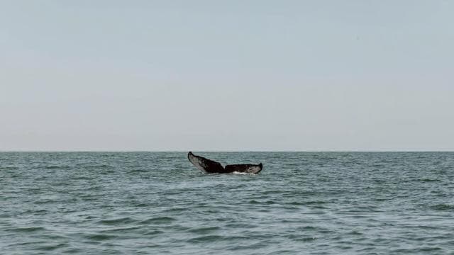 Costa Rica: Whale and Dolphin Watching