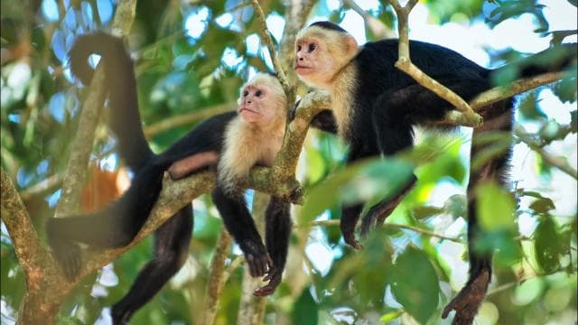Uvita: Marino Ballena National Park Private Hike & Wildlife