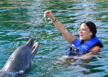Puerto Plata Ocean World Dolphin Swim