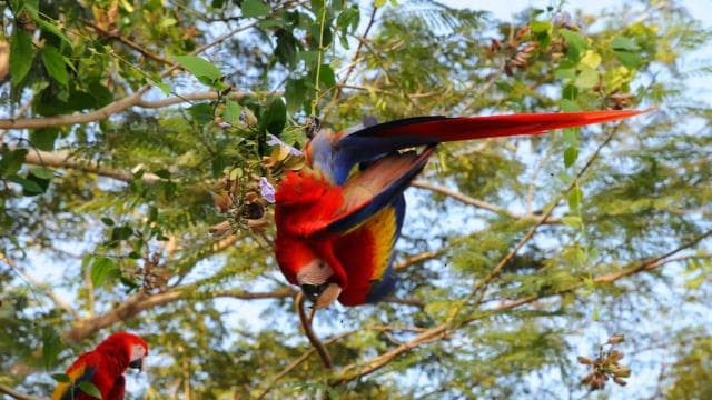 Uvita:Scarlet Macaws in Marino Ballena National Park Parrots