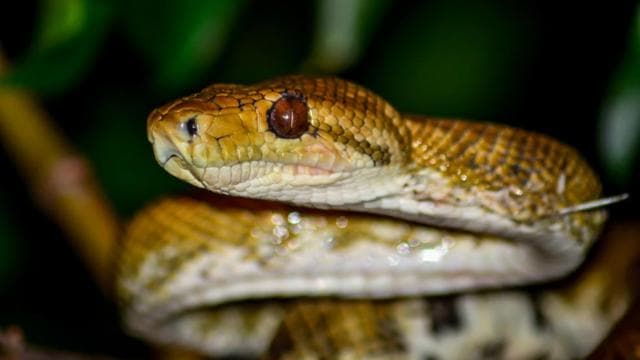 Manuel Antonio: Night Mangrove Safari Boat Tour with Dinner - Dominican Republic