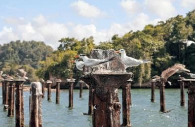 Sabana de la Mar:Los Haitises National Park: Boat Tour and Cave Visit