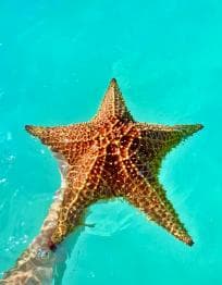 Santo Domingo: Saona Island VIP Full-Day Private Tours Lunch & Open Bar