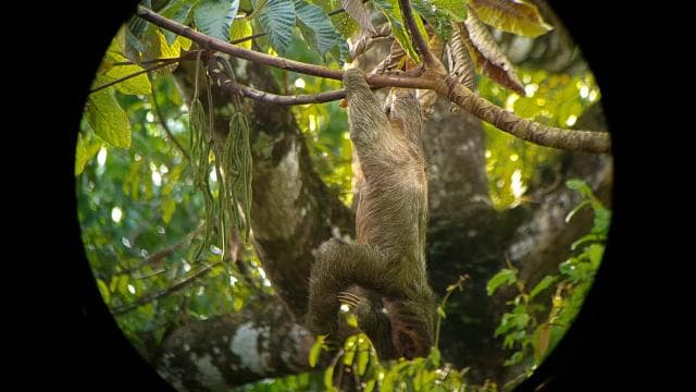 Arenal’s Best Sloth Tour: A Unique Wildlife Experience