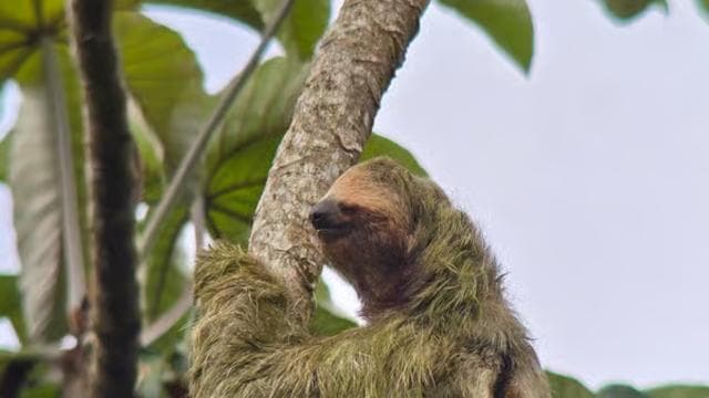 Costa Rica: Sloth Tour at Juan Castro Blanco National Park - Photo 2 (Gallery view)