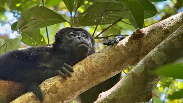 From Puerto Jimenez: Corcovado National Park Full-Day Tour