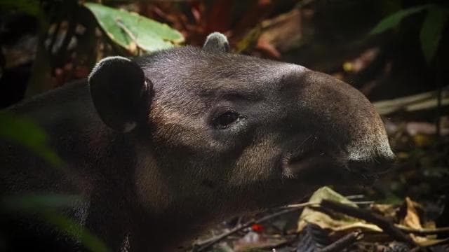 Corcovado National Park, San Pedrillo Station, 1-day hike