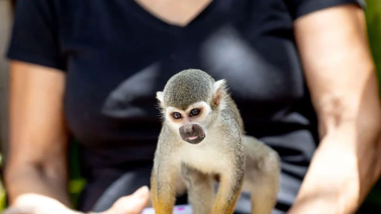 Monkeyland experience + Lunch and transportation