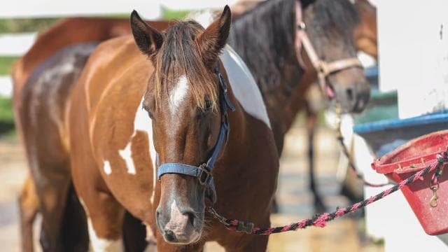 Puerto Rico: Sunset Horseback Rides in Aguadilla Beach