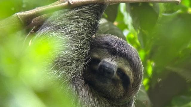 Quepos: Manuel Antonio National Park Guided Tour