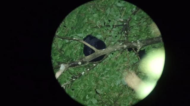 Monteverde: Night Walk through the Forest with a Guide - Photo 4 (Gallery view)