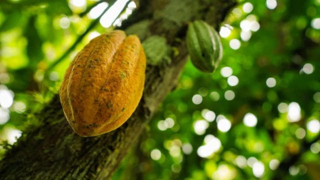 La Fortuna: Chocolate-Making Experience with Tastings
