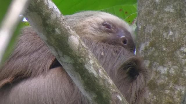 Komentovaná prohlídka Cahuita: Lenochod v deštném pralese - Photo 2 (Gallery view)