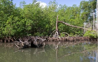 Excursie de o zi de la Punta Cana la Los Haitises, Caño Hondo și Montaña Redonda - adulți 125 USD, copii 95 USD - Photo 5 (Gallery view)