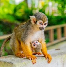 Punta Cana: safari e piantagione di mezza giornata a Monkey Land - Photo 3 (Gallery view)