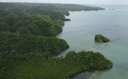 Las Terrenas: Los Haitises Boat and Walking Tour with Lunch - Photo 5 (Gallery view)