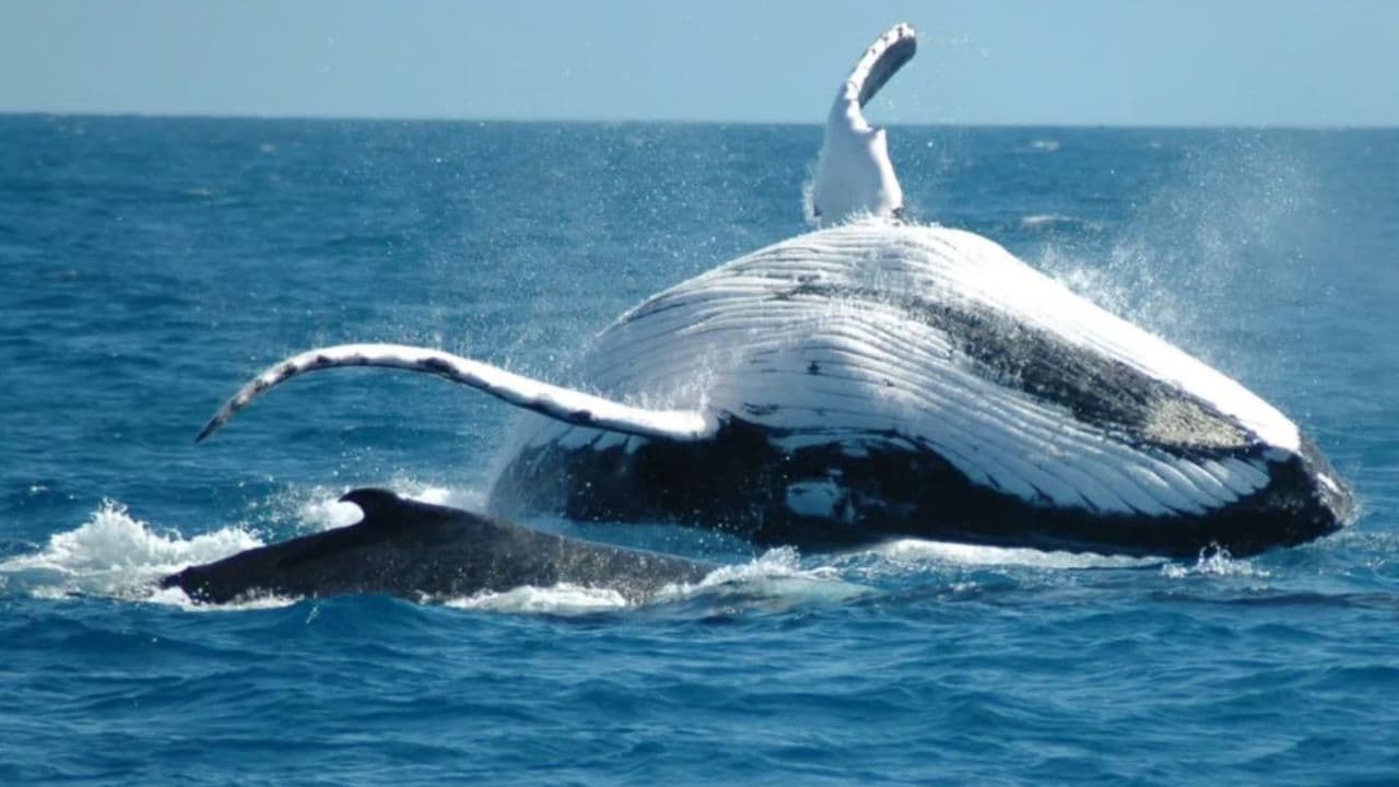 Tour de Avistamiento de Ballenas de Medio Día en Miches – Aventura Marina Inolvidable - Photo 3 (Gallery view)
