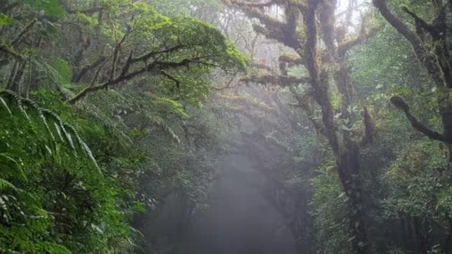 Monteverde: Enjoing the clouds in Monteverde - Photo 5 (Gallery view)