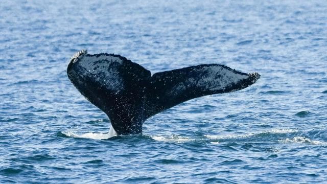 Uvita: Private Marino Ballena Boat Cruise Whales & Dolphins