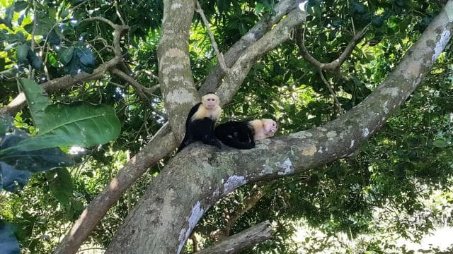 Manuel Antonio National Park Combo Tour from San Jose - Photo 2 (Gallery view)