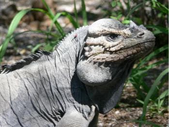 Barahona: Lake Enriquillo Discovery Tour