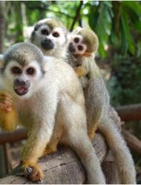 Monkey jungle tour + Transportation from cruise/hotel