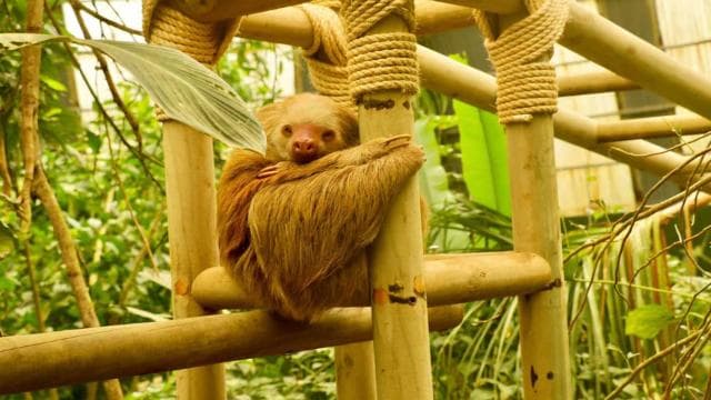 Monteverde: Hängebrücken, Faultiere und Schmetterlinge - Photo 2 (Gallery view)