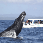 From Punta Cana: Samana Cayo Levantado Whales - Photo 4 (Gallery view)