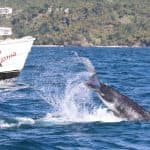 Samana: Bay of Samana Whale Watching Experience - Photo 3 (Gallery view)