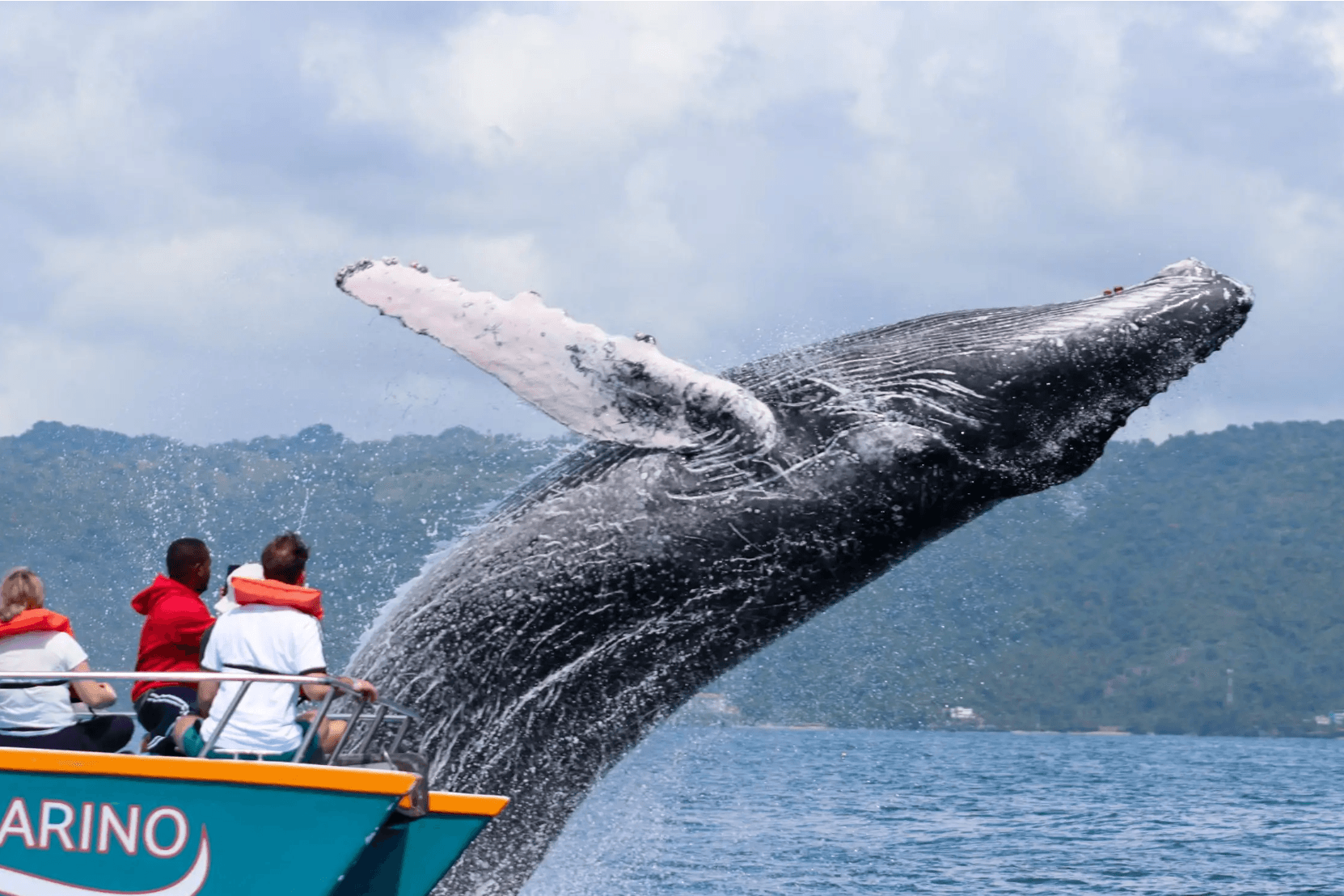Avistamiento de ballenas desde Bayahibe: guía turístico de medio día - Photo 3 (Gallery view)